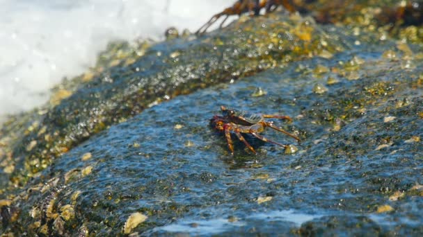 Cangrejo en la roca en la playa — Vídeos de Stock