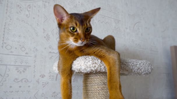 Абиссинская кошка на постаменте — стоковое видео