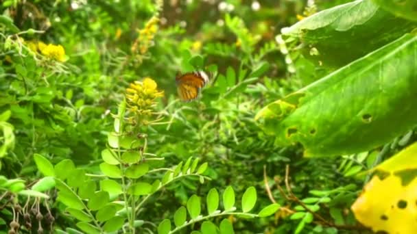 Vuelo mariposa monarca — Vídeos de Stock