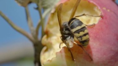 Hornet Kırmızı elma yiyor