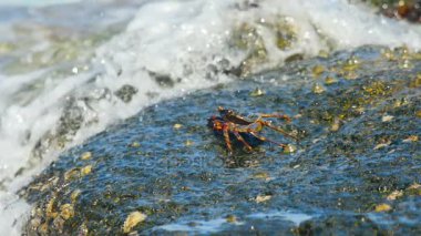 Sahildeki kayadaki yengeç