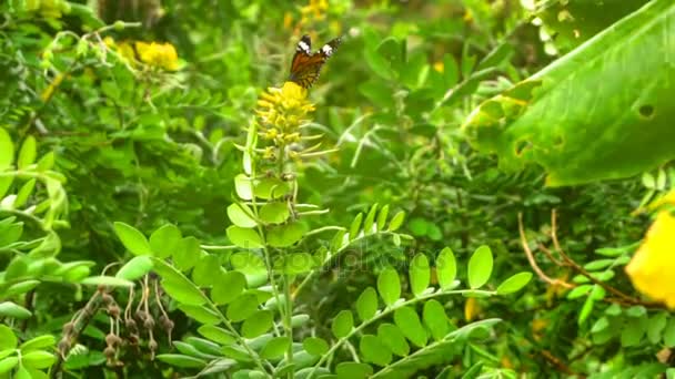 Monarch butterfly flyg — Stockvideo
