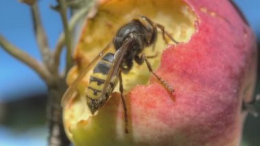 Hornet Kırmızı elma yiyor