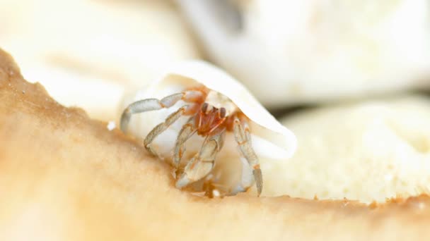 Pequeño cangrejo ermitaño comer — Vídeos de Stock