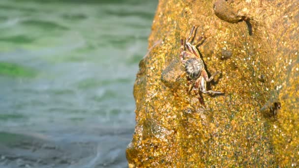 Cangrejos y rockskippers en la roca en la playa — Vídeo de stock