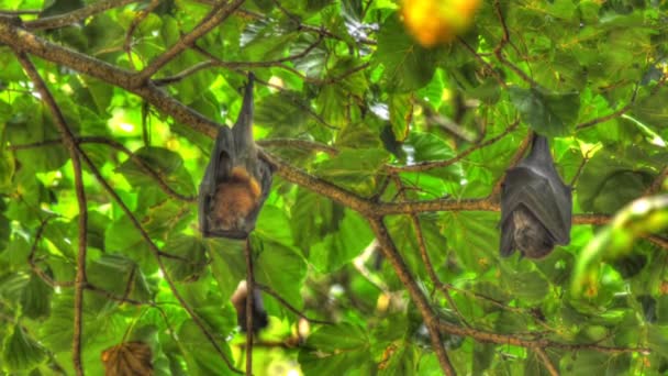 Des renards volants pendent sur une branche d'arbre et lavent — Video