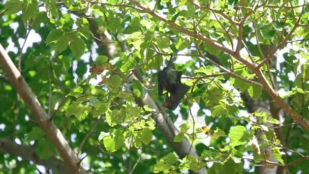 Flying fox "κολλάει" σε έναν κλάδο δέντρων και πλύσεις — Αρχείο Βίντεο