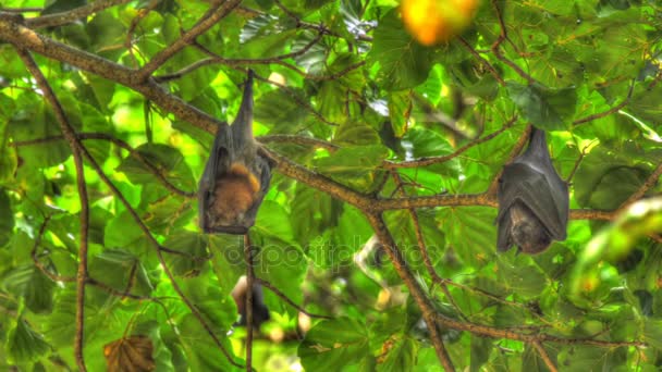 Flying foxes hanging on a tree branch and washing up — Stock Video