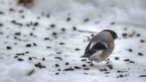 Chardonneret mangeant des graines — Video