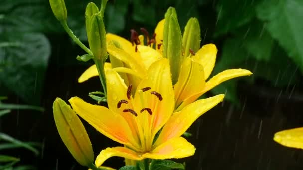 Yellow Lily buds and petals under rain — Stock Video