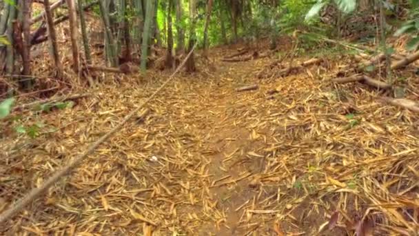 Caminhadas na selva tropical — Vídeo de Stock