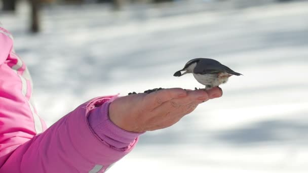 Ptaki w ręce kobiety zjadają nasiona — Wideo stockowe