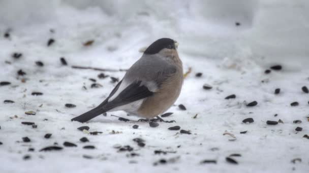 Bullfinch eating seeds — Stock Video