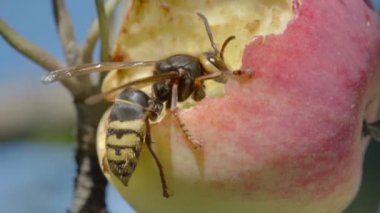 Hornet Kırmızı elma yiyor