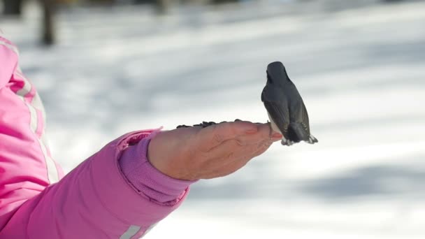 A női kéz madár eszik a magokat — Stock videók