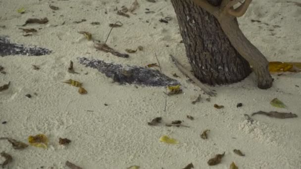 Monarch kelebek kum plajındaki — Stok video