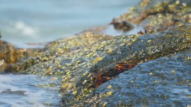 Granchi sulla roccia in spiaggia — Video Stock