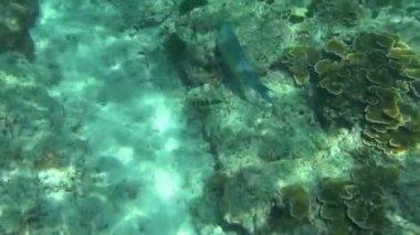 tropik papağan balığı