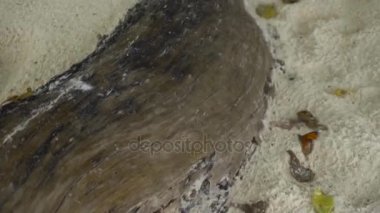 Monarch kelebek kum plajındaki