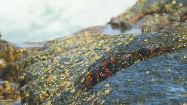 Caranguejos na rocha na praia — Vídeo de Stock