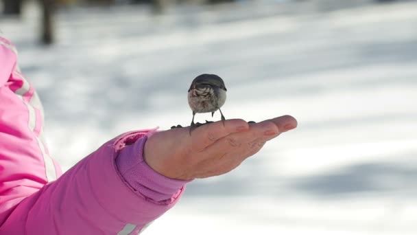 Les oiseaux dans la main des femmes mangent des graines — Video