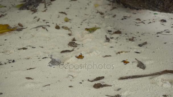 Mariposa monarca en la playa de arena — Vídeos de Stock