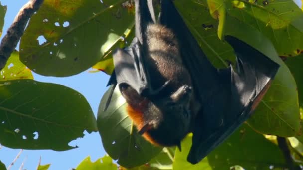 Flying fox κρέμεται από ένα κλαδί του δέντρου και να πλύνει επάνω — Αρχείο Βίντεο