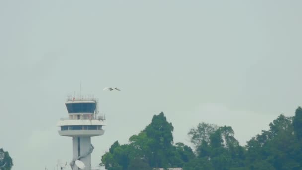 White Egret at Phuket Airport — Stock Video