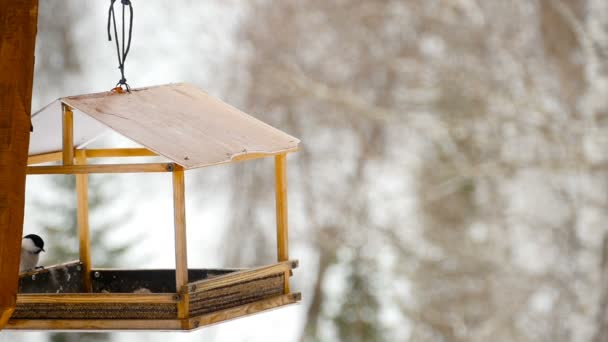 Vogelfutterhäuschen im Park — Stockvideo