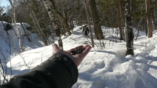 Las aves en la mano mens comen semillas — Vídeos de Stock