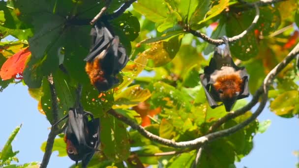 Volpi volanti appese a un ramo d'albero e che si lavano — Video Stock