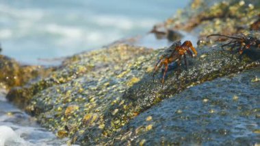 Sahilde rock üzerinde Yengeç