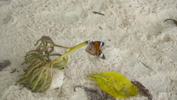 Бабочка монарх на песчаном пляже — стоковое видео