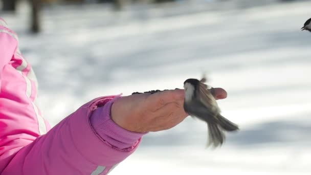 Vogels in womens hand eten zaden — Stockvideo