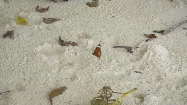 Mariposa monarca en la playa de arena — Vídeos de Stock