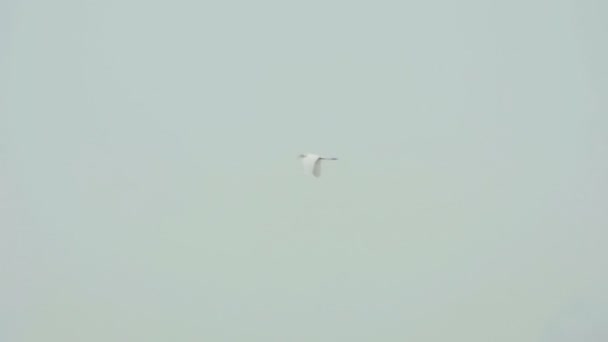 White Egret at Phuket Airport — Stock Video