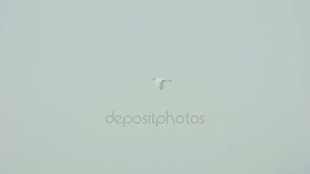 White Egret en el aeropuerto de Phuket — Vídeo de stock