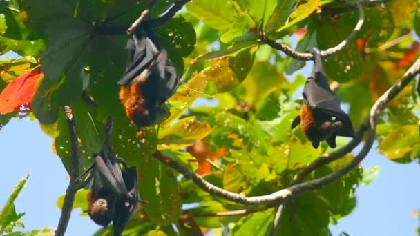 Des renards volants suspendus à une branche d'arbre et se lavant — Video