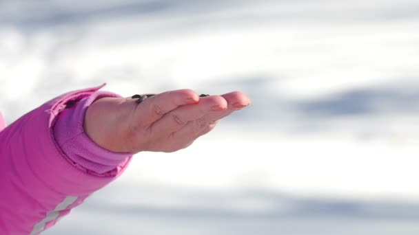 Birds in womens hand eat seeds — Stock Video