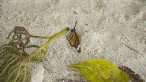 Papillon monarque sur la plage de sable — Video