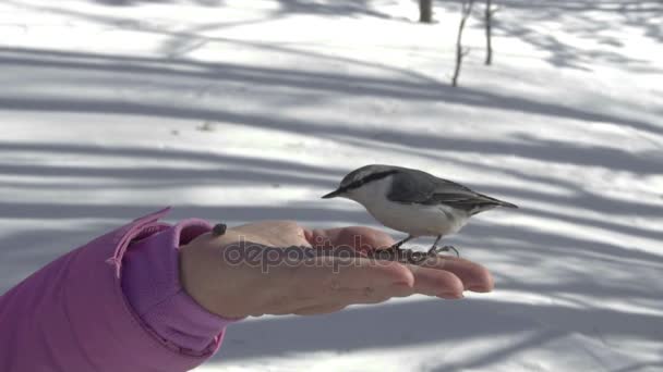 女性の手で鳥が種子を食べる — ストック動画