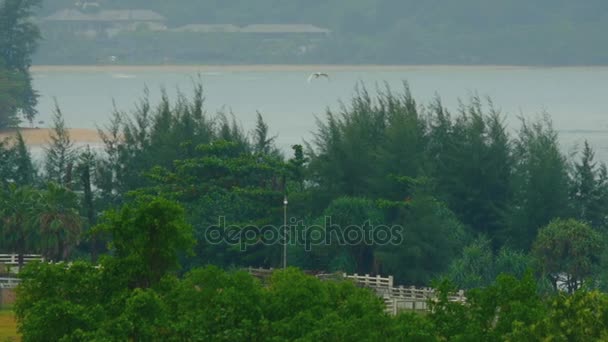 Aigrette blanche à l'aéroport de Phuket — Video