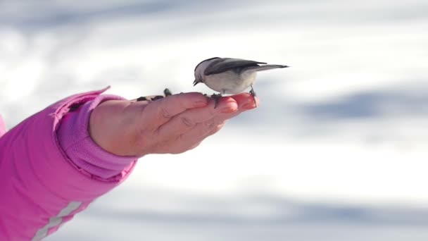 Птицы в женской руке едят семена — стоковое видео