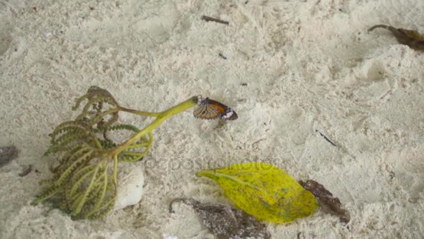 Бабочка монарх на песчаном пляже — стоковое видео