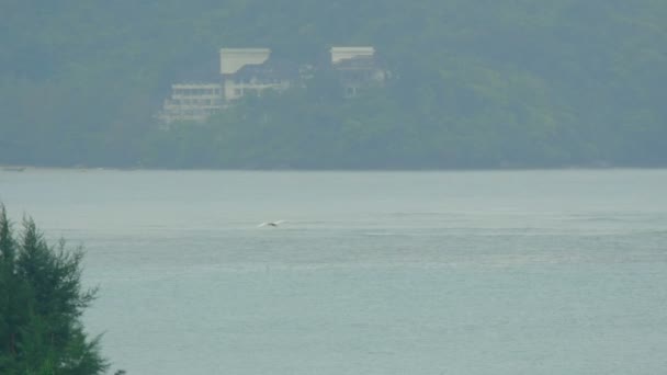 Witte zilverreiger in Phuket Airport — Stockvideo