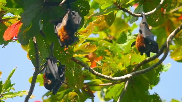 Volpi volanti appese a un ramo d'albero e che si lavano — Video Stock