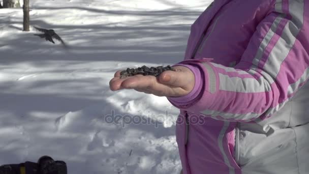 Птицы в женской руке едят семена — стоковое видео