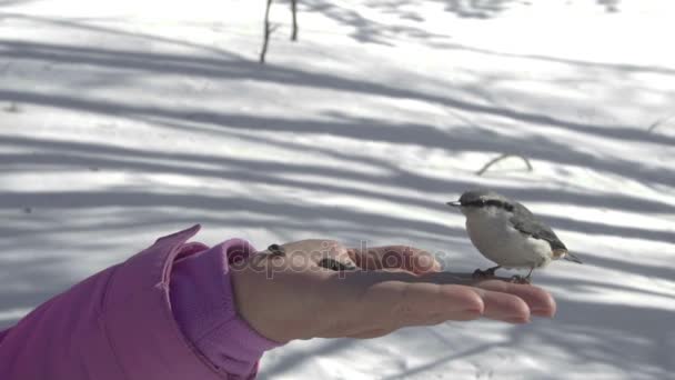 Las aves en la mano de las mujeres comen semillas — Vídeos de Stock