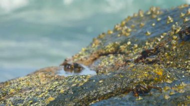 Sahilde rock üzerinde Yengeç