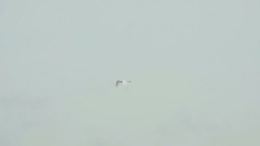 Phuket Havaalanı'nda beyaz ak balıkçıl